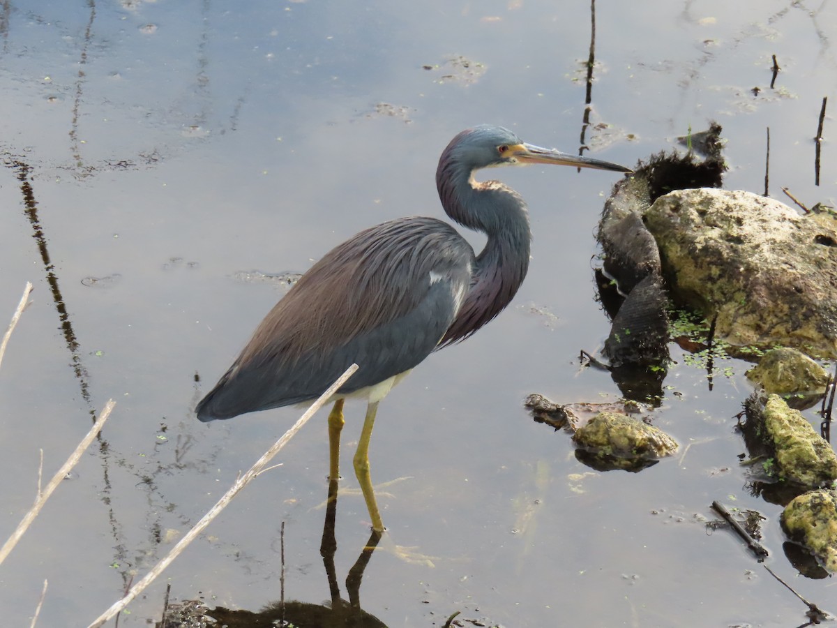 Tricolored Heron - ML646935525