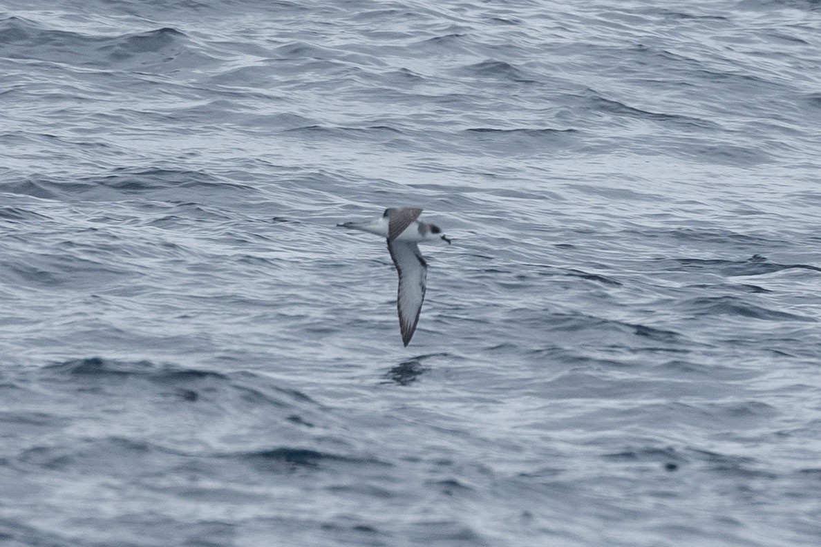 Juan Fernandez Petrel - ML646935526