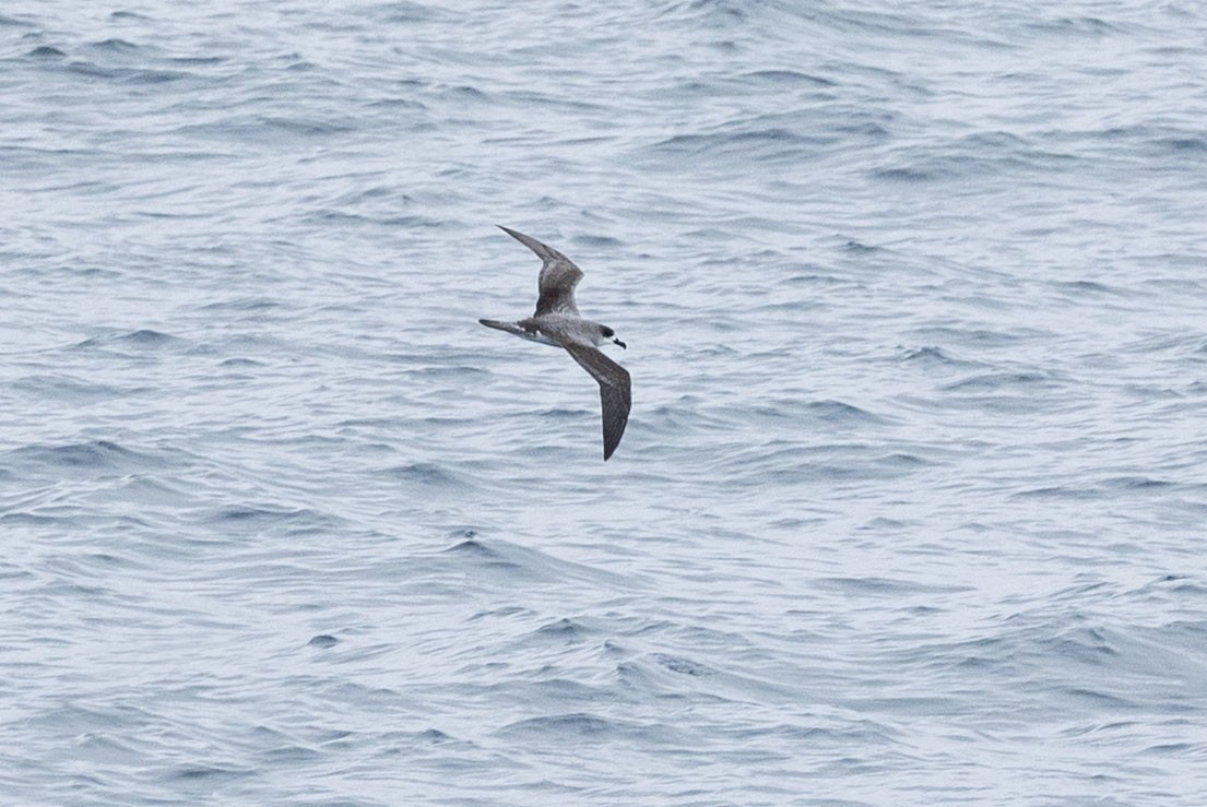 Juan Fernandez Petrel - ML646935527