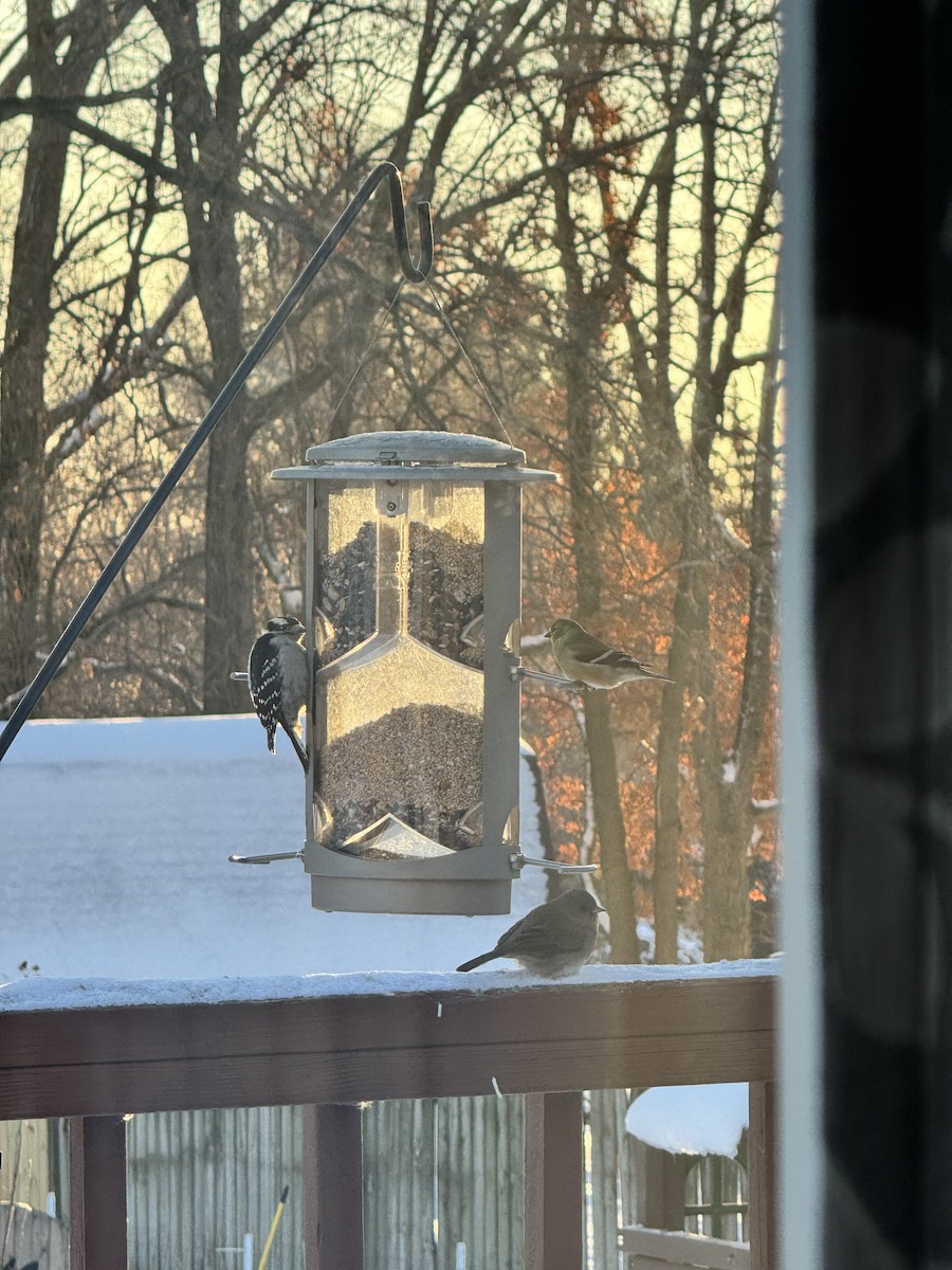 Downy Woodpecker - ML646935528