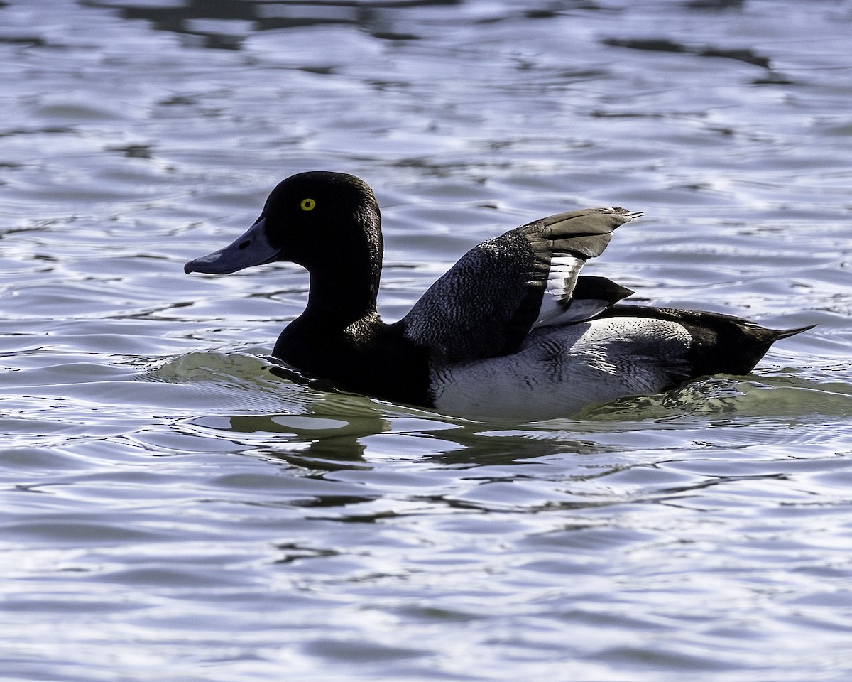 Lesser Scaup - ML646935529