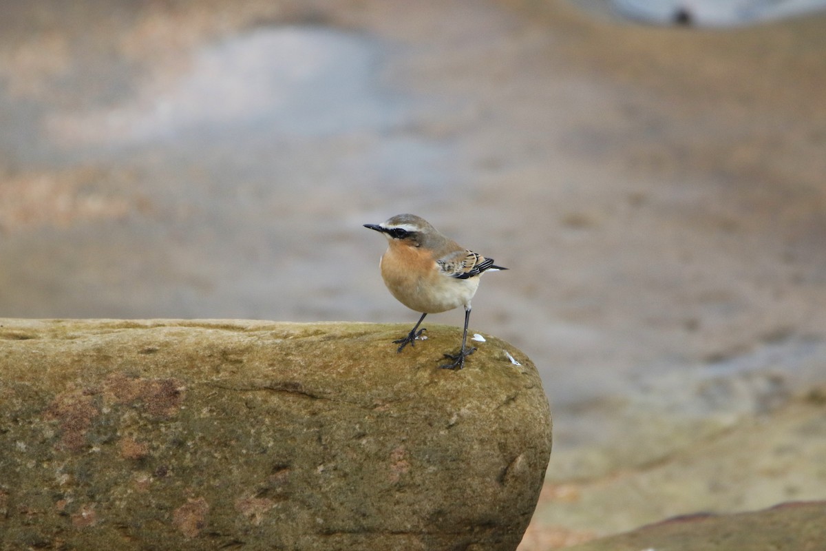 Northern Wheatear - ML646935530