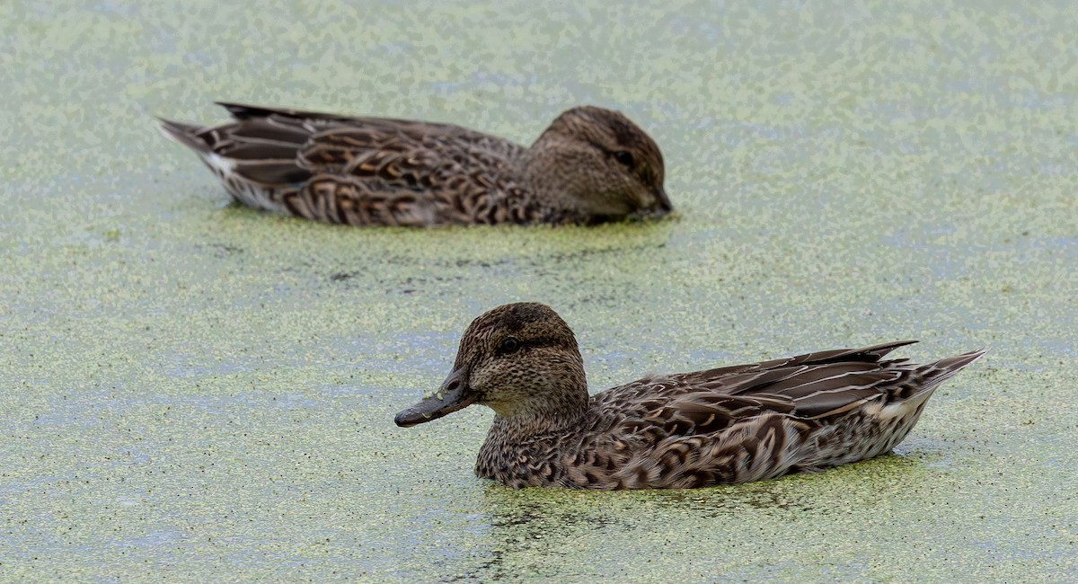 Green-winged Teal - ML646935531