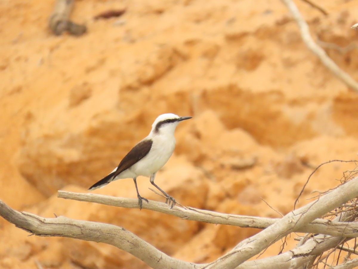 Black-backed Water-Tyrant - ML646935532