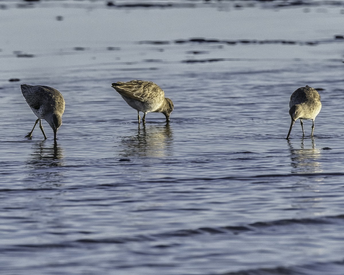 Short-billed Dowitcher - ML646935534