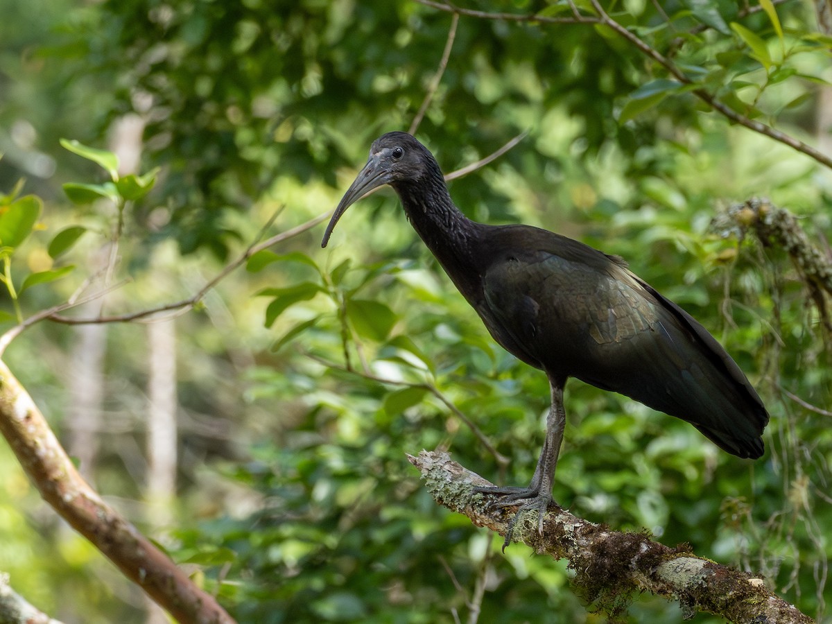 Green Ibis - ML646935535