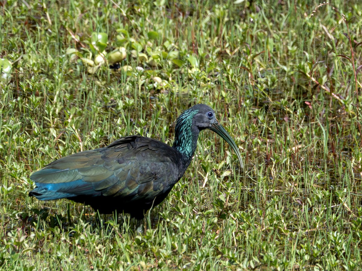 Green Ibis - ML646935536