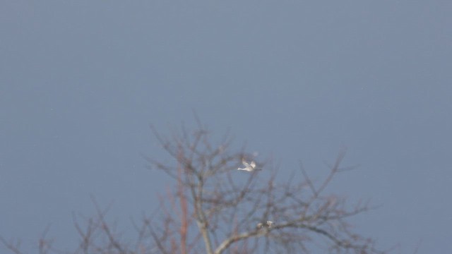 Орог тогоруу - ML646935538