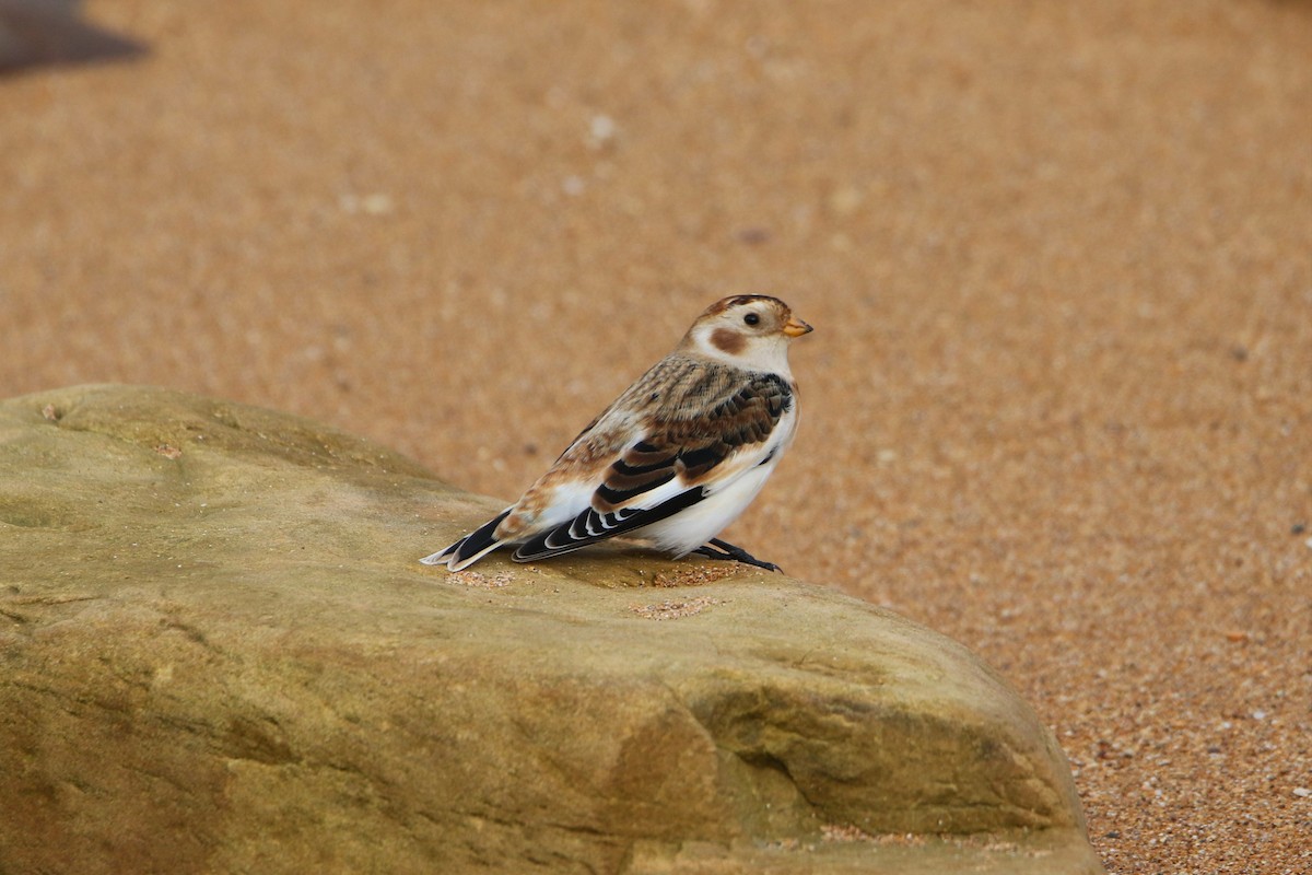 Snow Bunting - ML646935539