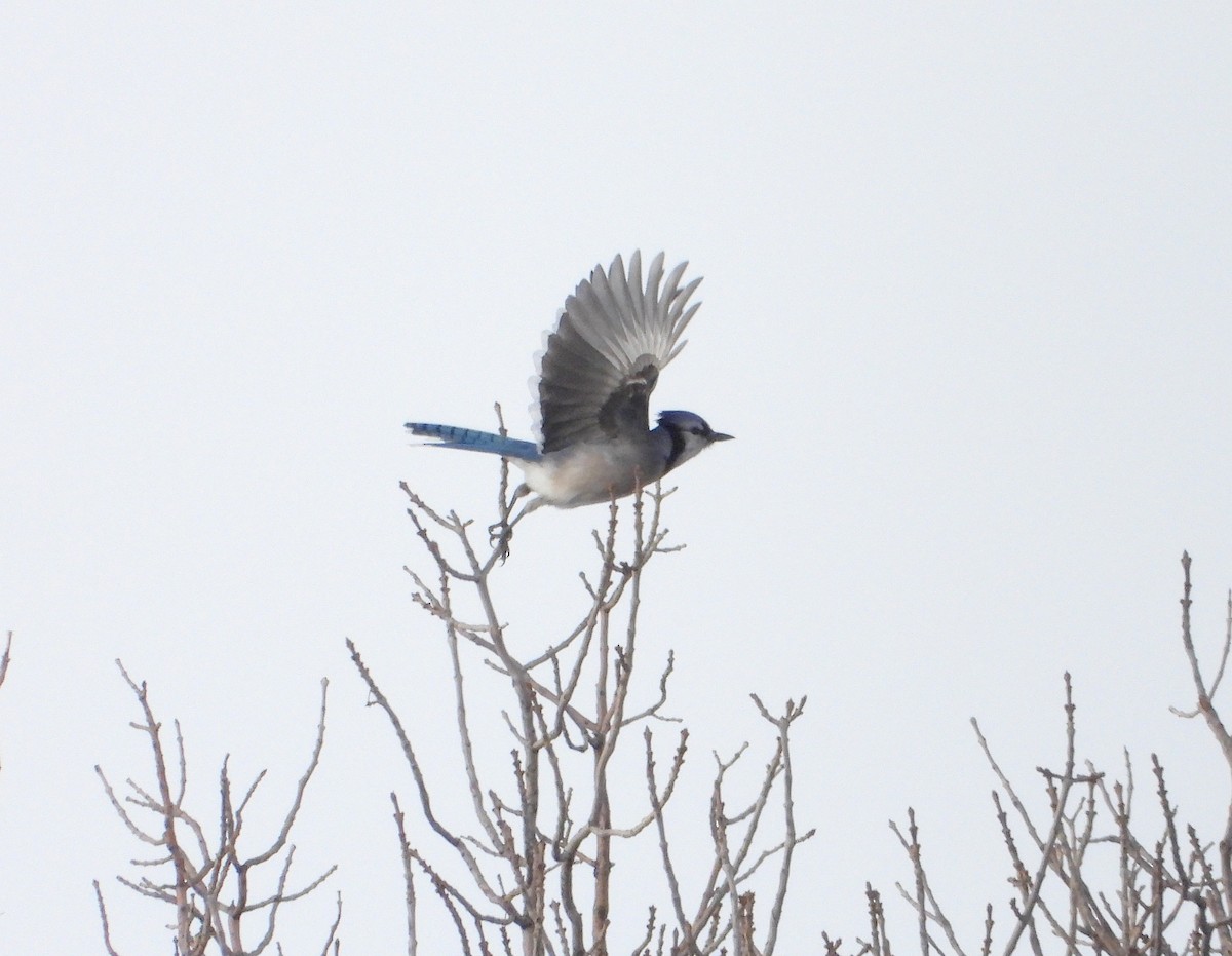 Blue Jay - ML646935543