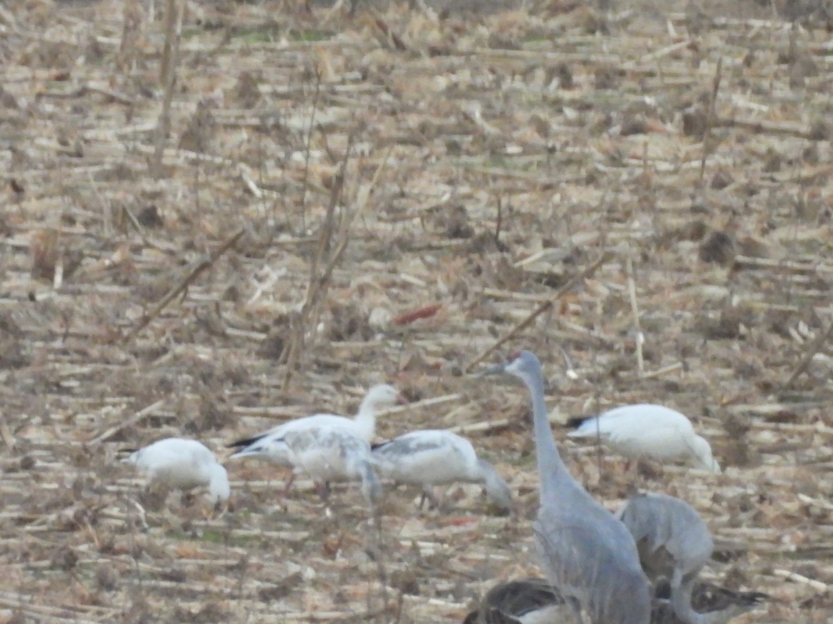 Snow Goose - ML646935544