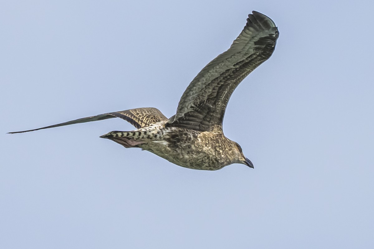 Kelp Gull - ML646935545