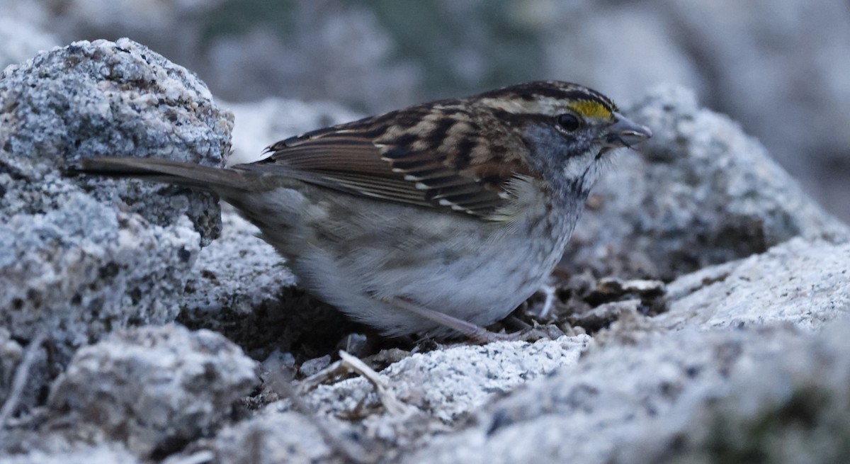 White-throated Sparrow - ML646935546