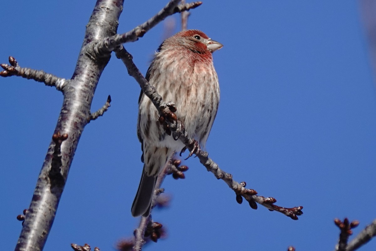 House Finch - ML646935547
