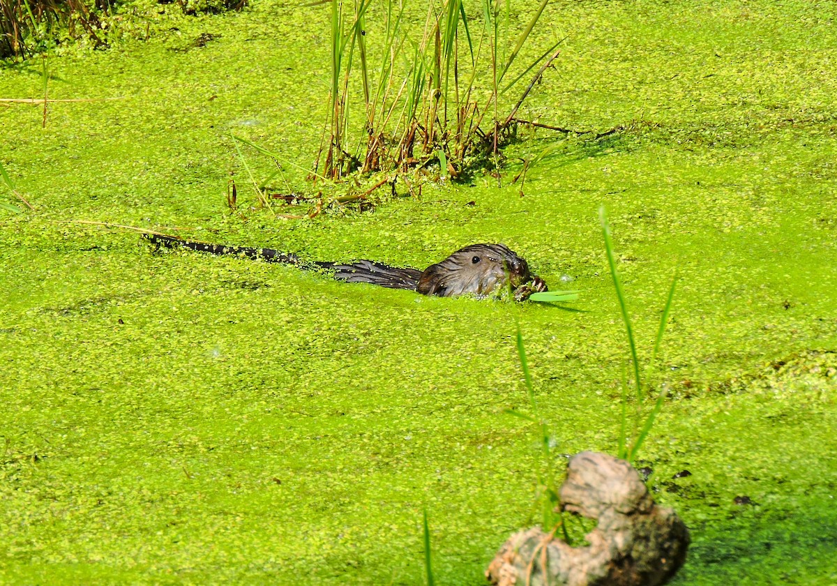 Eastern Muskrat - ML646935555
