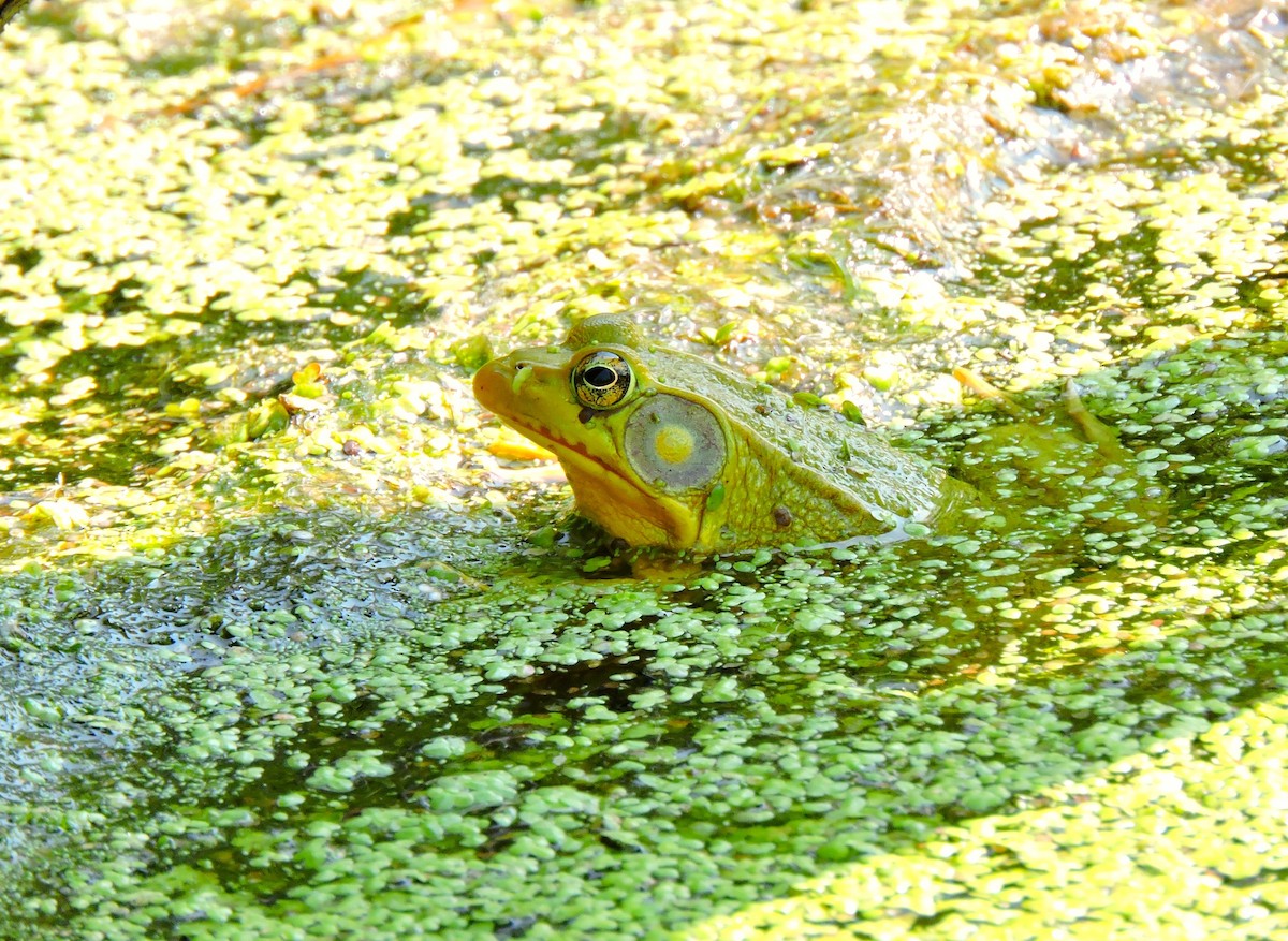 Green Frog - ML646935556