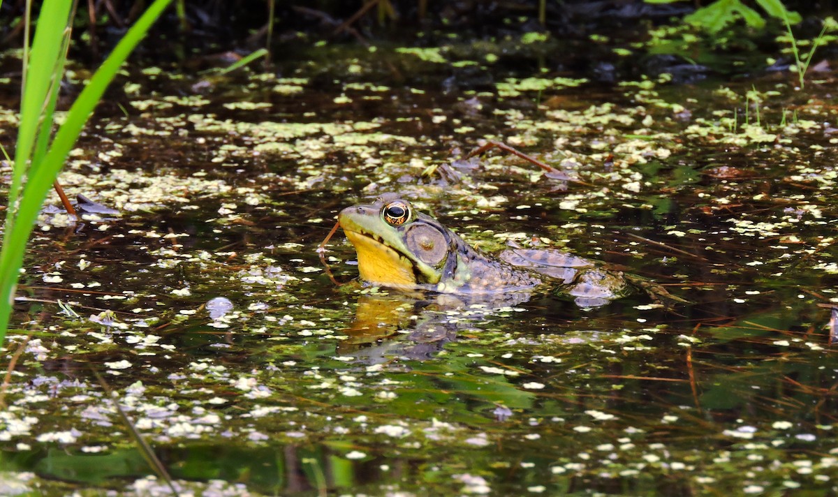 Green Frog - ML646935557