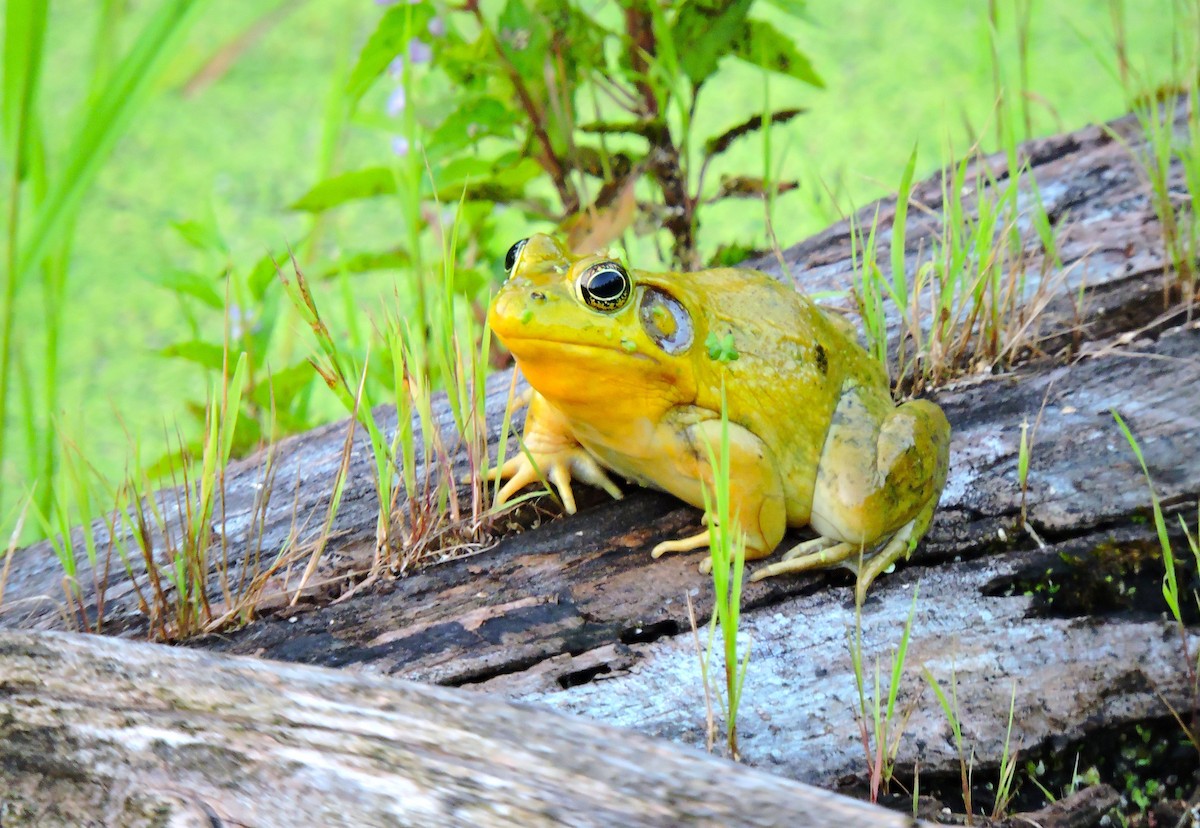 Green Frog - ML646935558