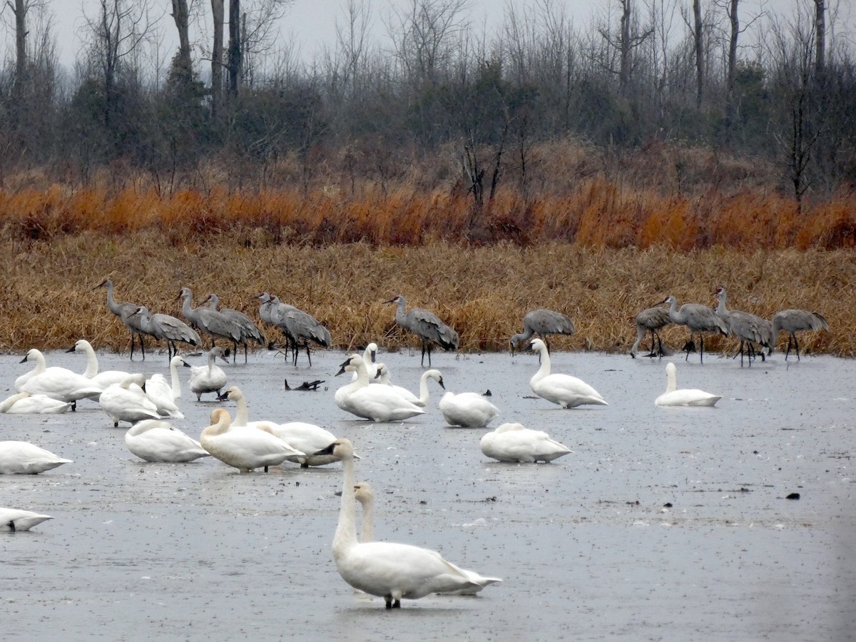 Sandhill Crane - ML646935559