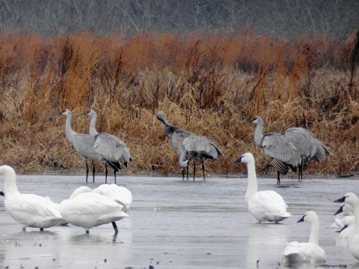 Sandhill Crane - ML646935561