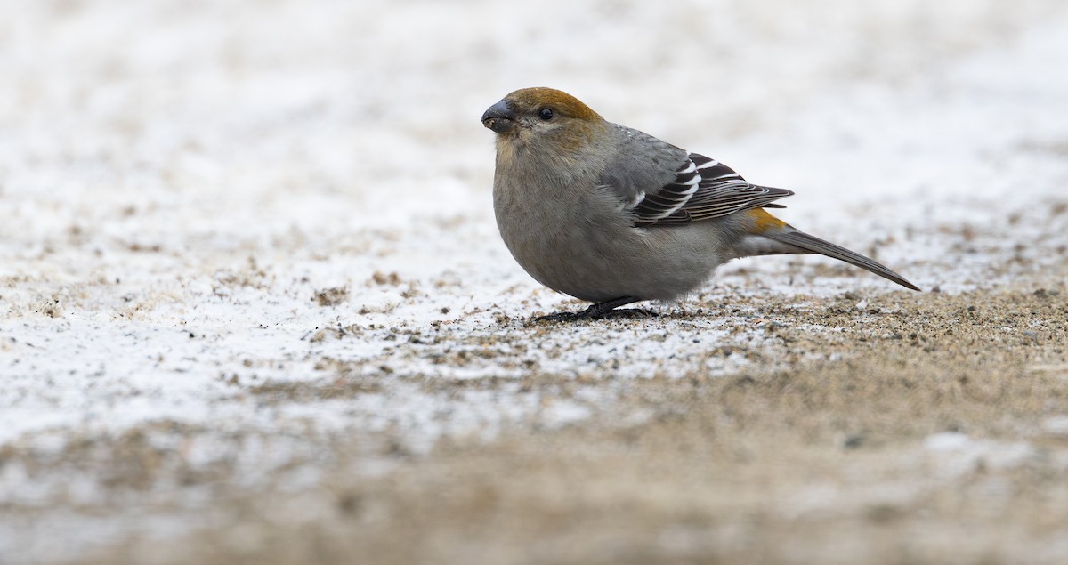 Pinu-gailupa - ML646935562