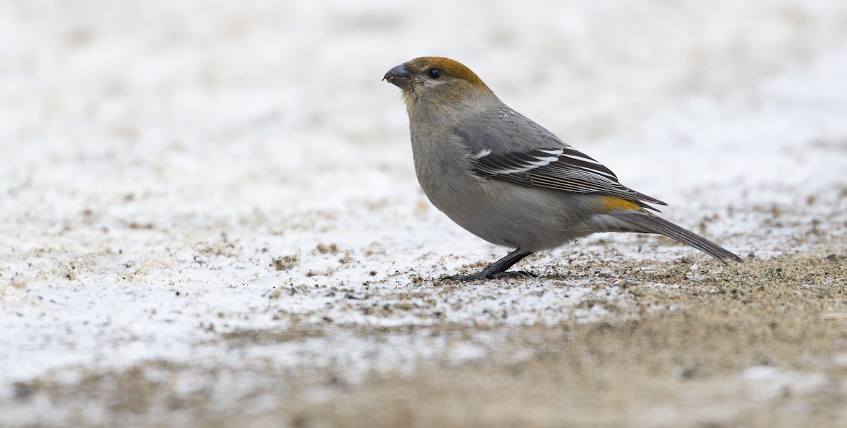 Pinu-gailupa - ML646935564