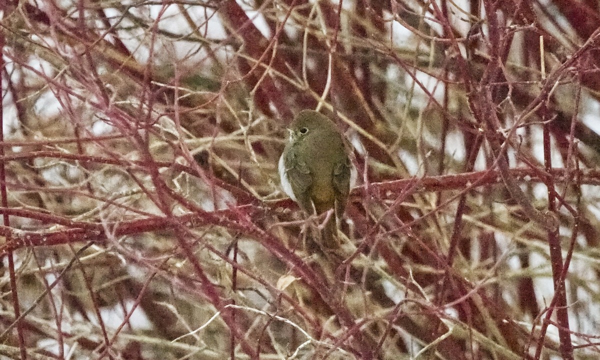 Hermit Thrush - ML646935566