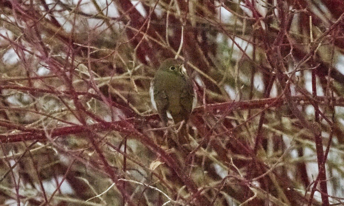 Hermit Thrush - ML646935567