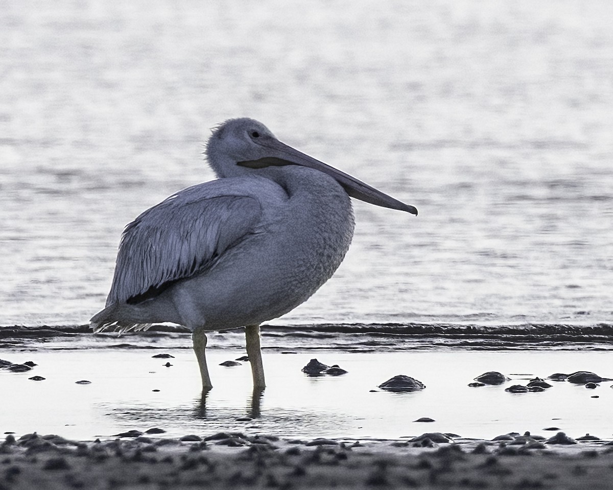 American White Pelican - ML646935568