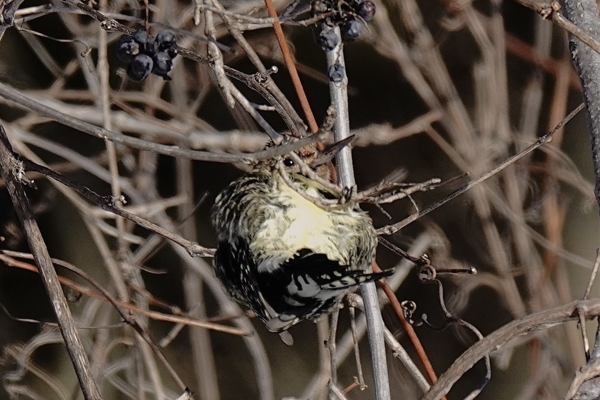 Yellow-bellied Sapsucker - ML646935574