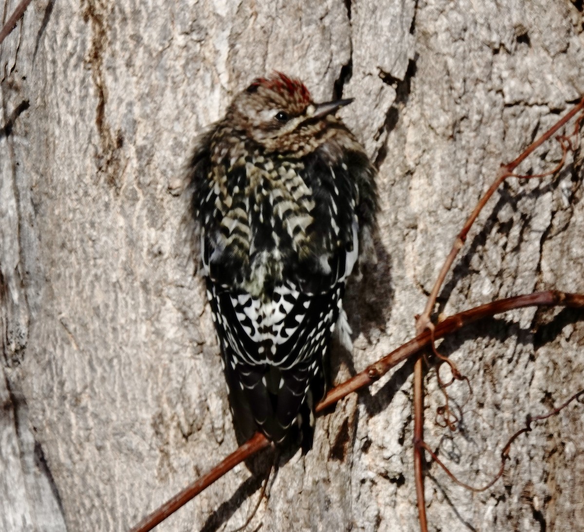 Yellow-bellied Sapsucker - ML646935575