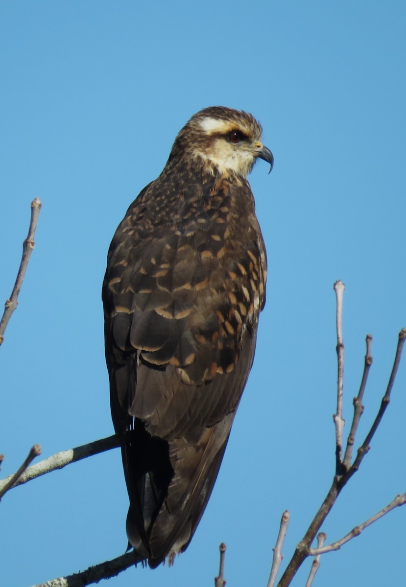 Snail Kite - ML646935577
