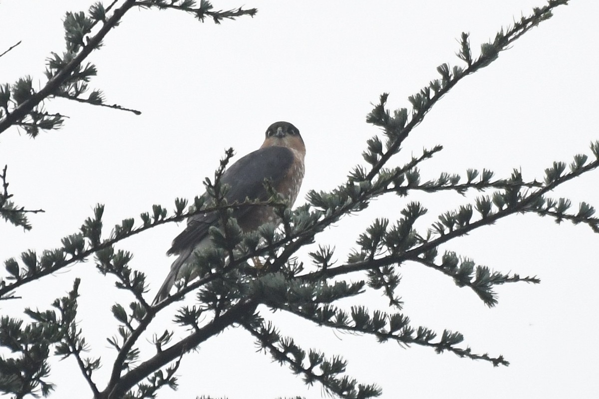 Eckschwanzsperber [velox-Gruppe] - ML646935578