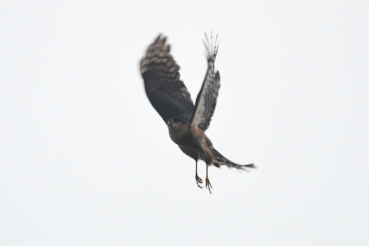 Eckschwanzsperber [velox-Gruppe] - ML646935579