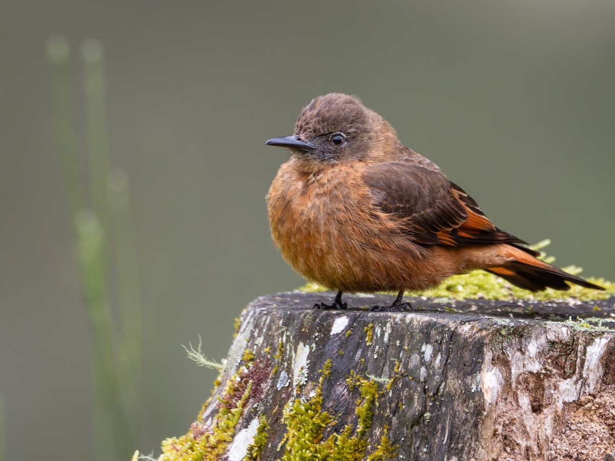 Birro Roquero - ML646935584