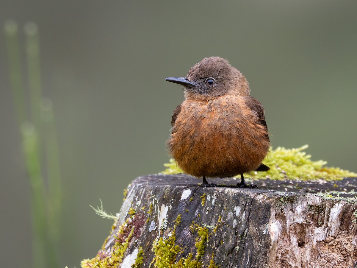 Birro Roquero - ML646935585