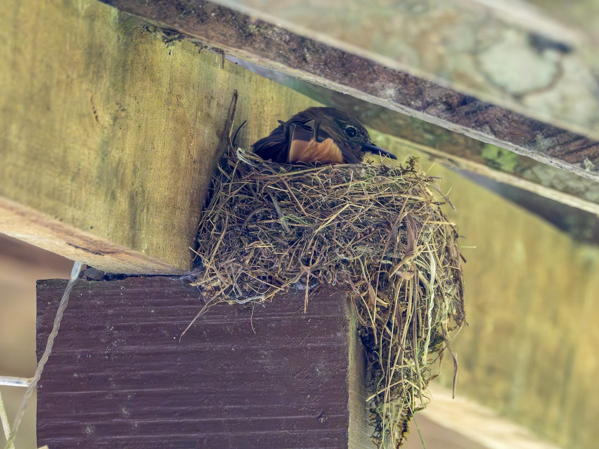 Birro Roquero - ML646935586