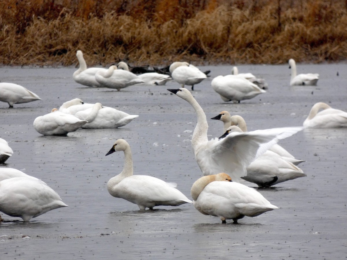 Tundra Swan - ML646935587