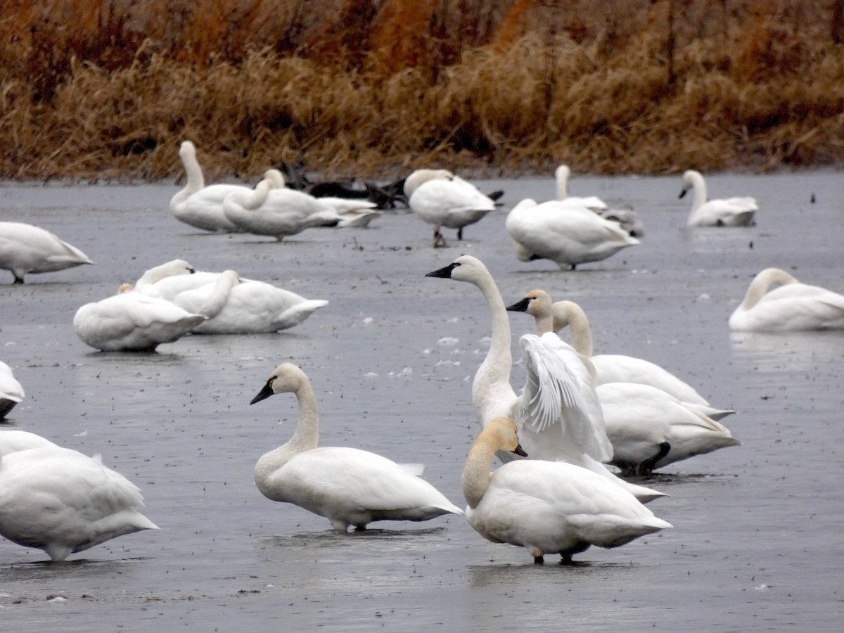 Tundra Swan - ML646935588