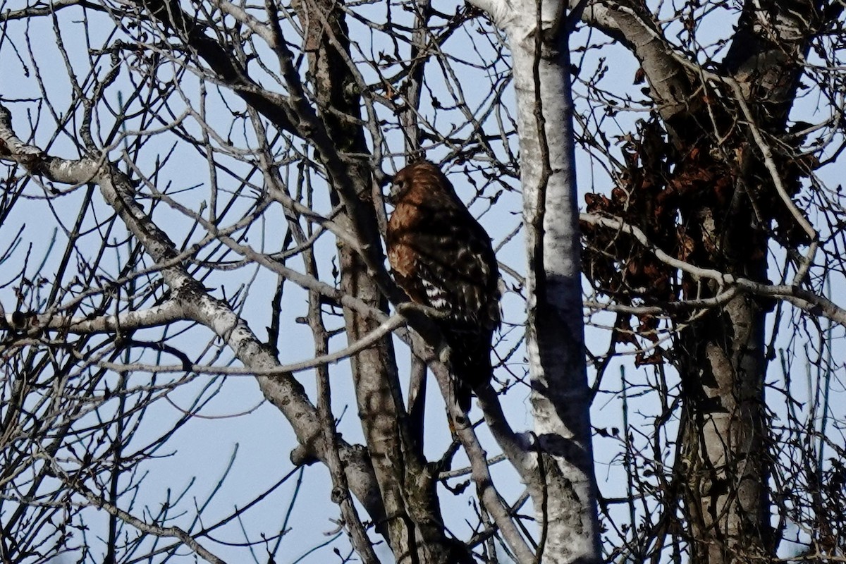 Red-shouldered Hawk - ML646935589