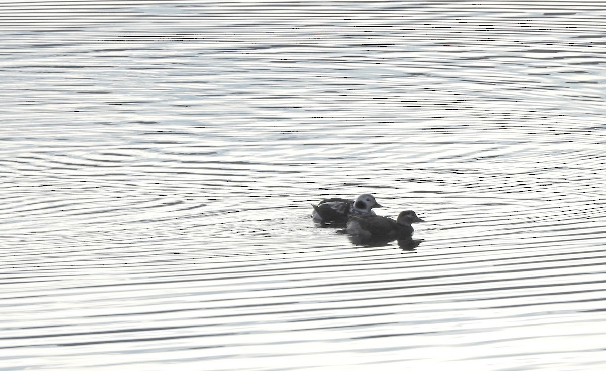 Moretta codona - ML646935593