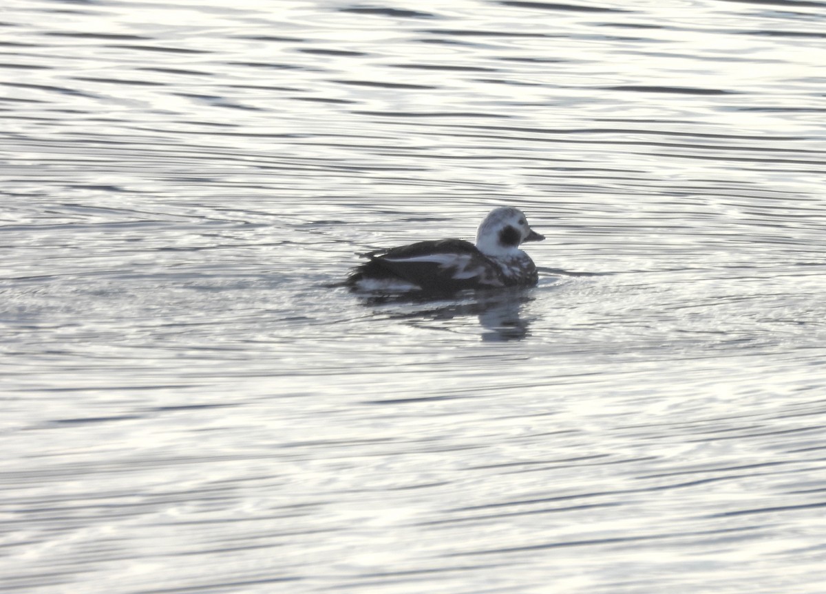 Moretta codona - ML646935594