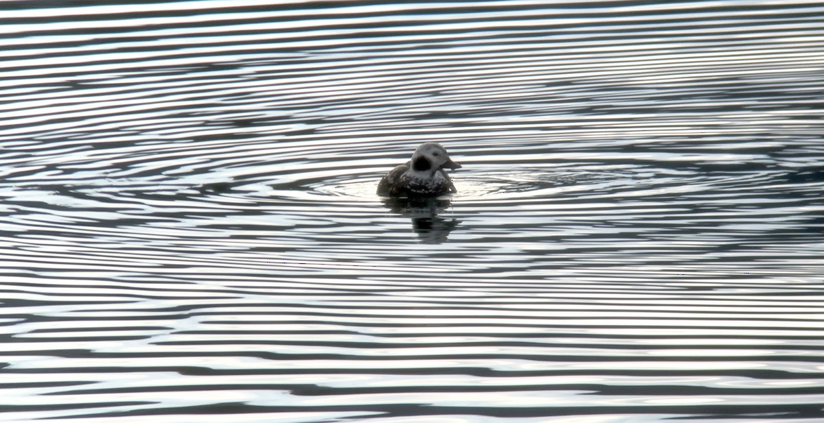 Moretta codona - ML646935595