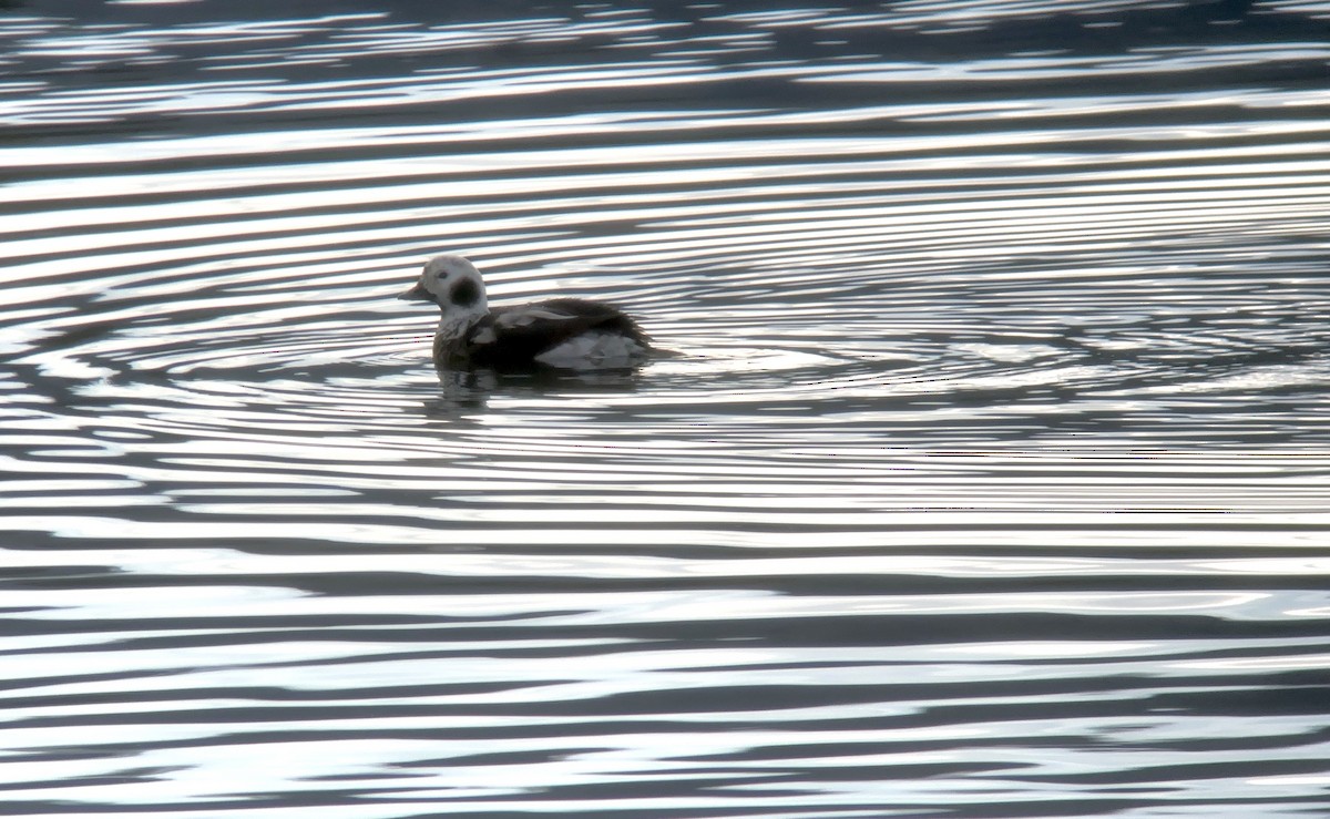 Moretta codona - ML646935596