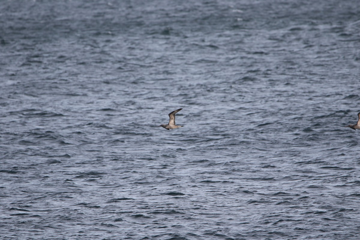 סולה מצויה - ML646935597