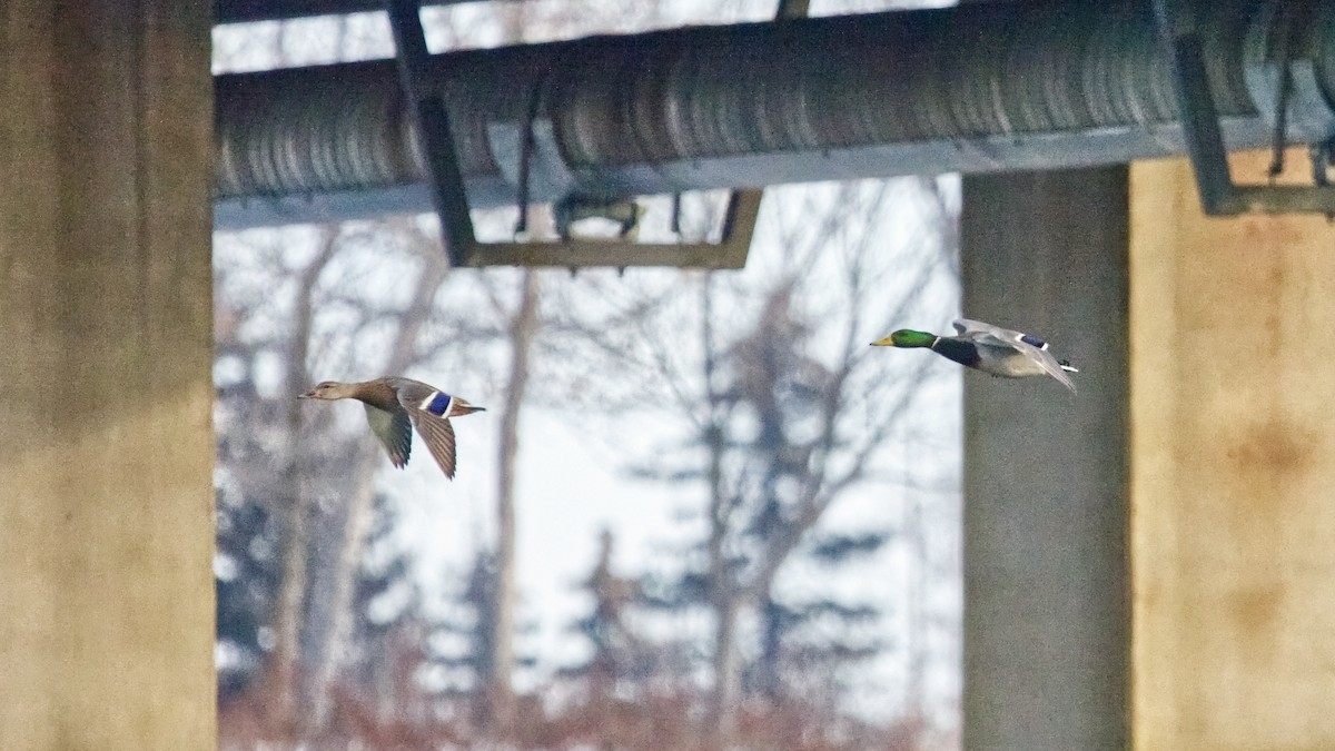 Mallard - ML646935599