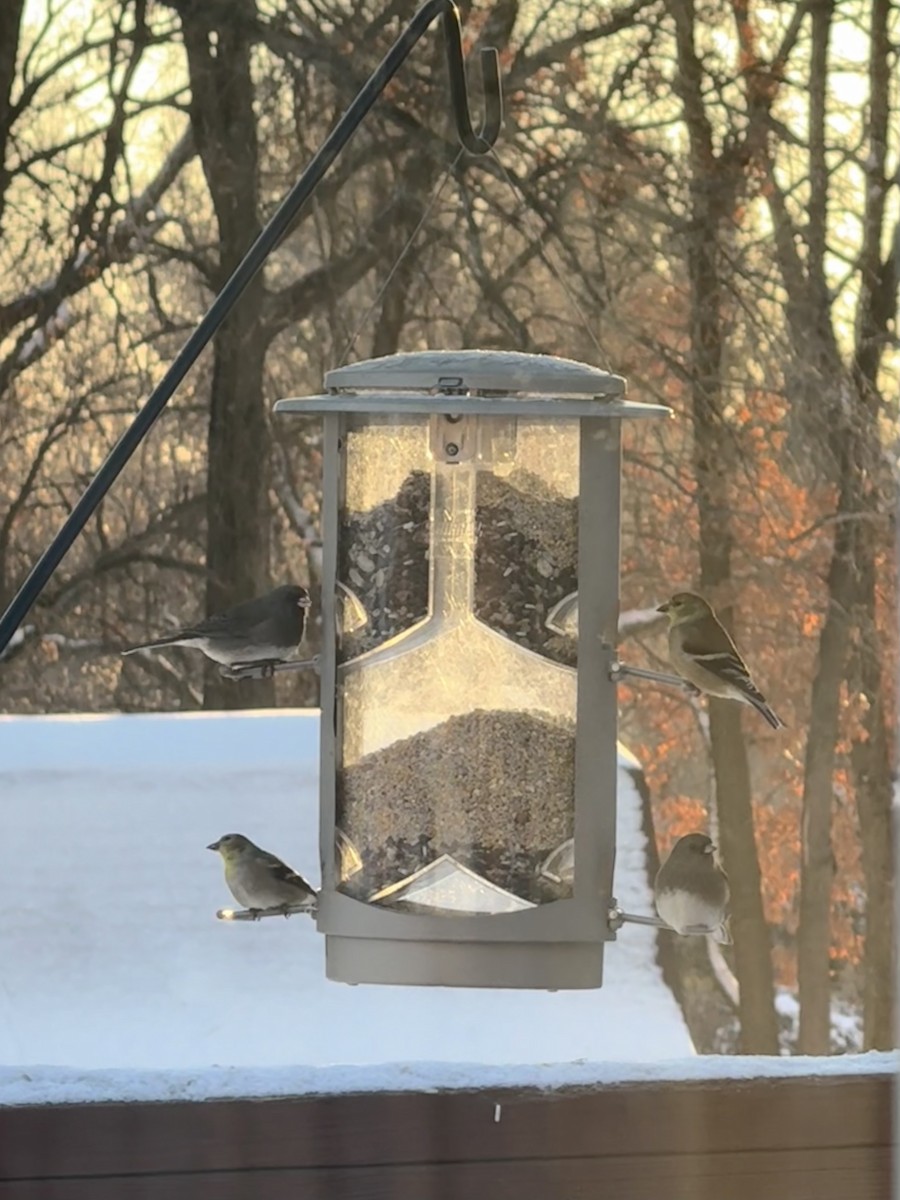 čížek žlutý - ML646935600