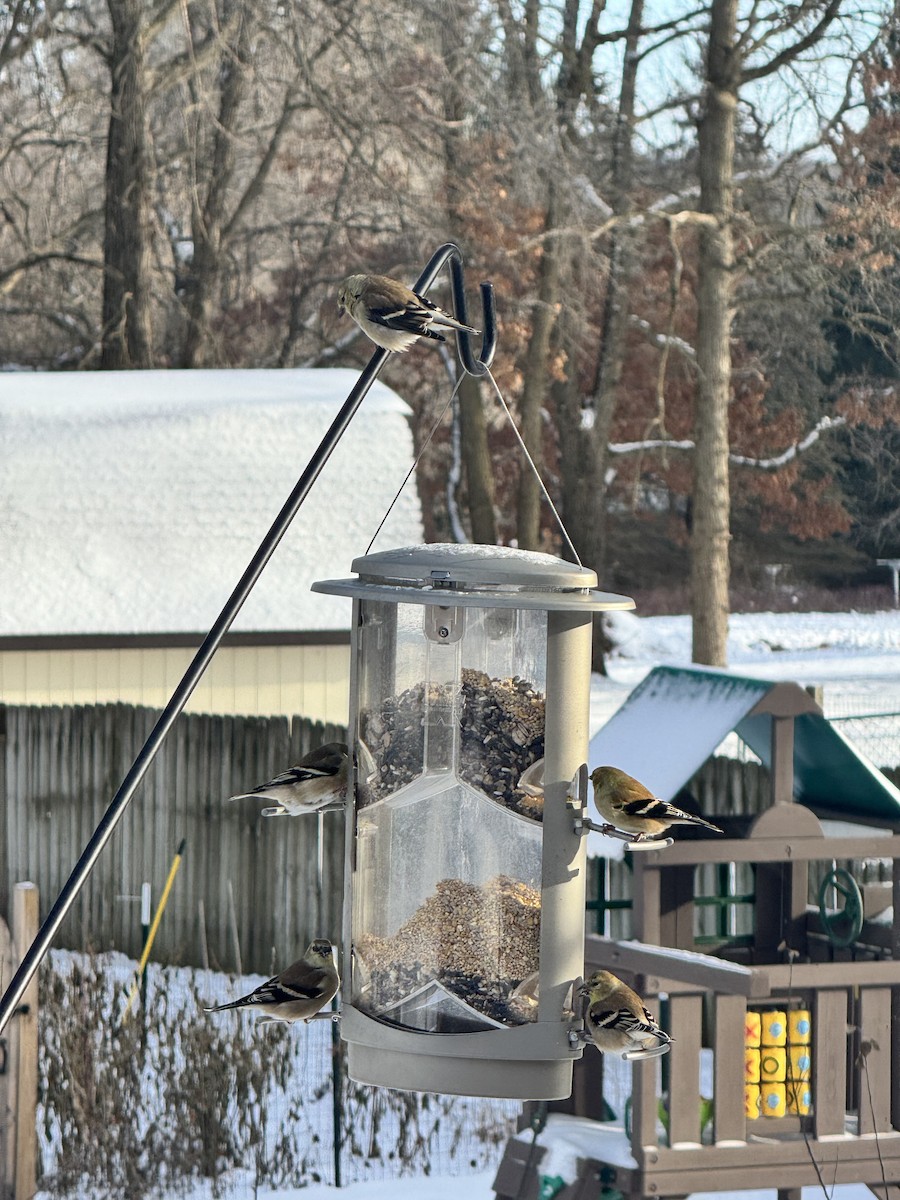 čížek žlutý - ML646935601