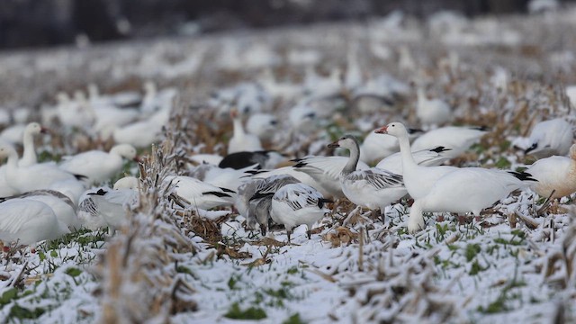 Гуска біла - ML646935603