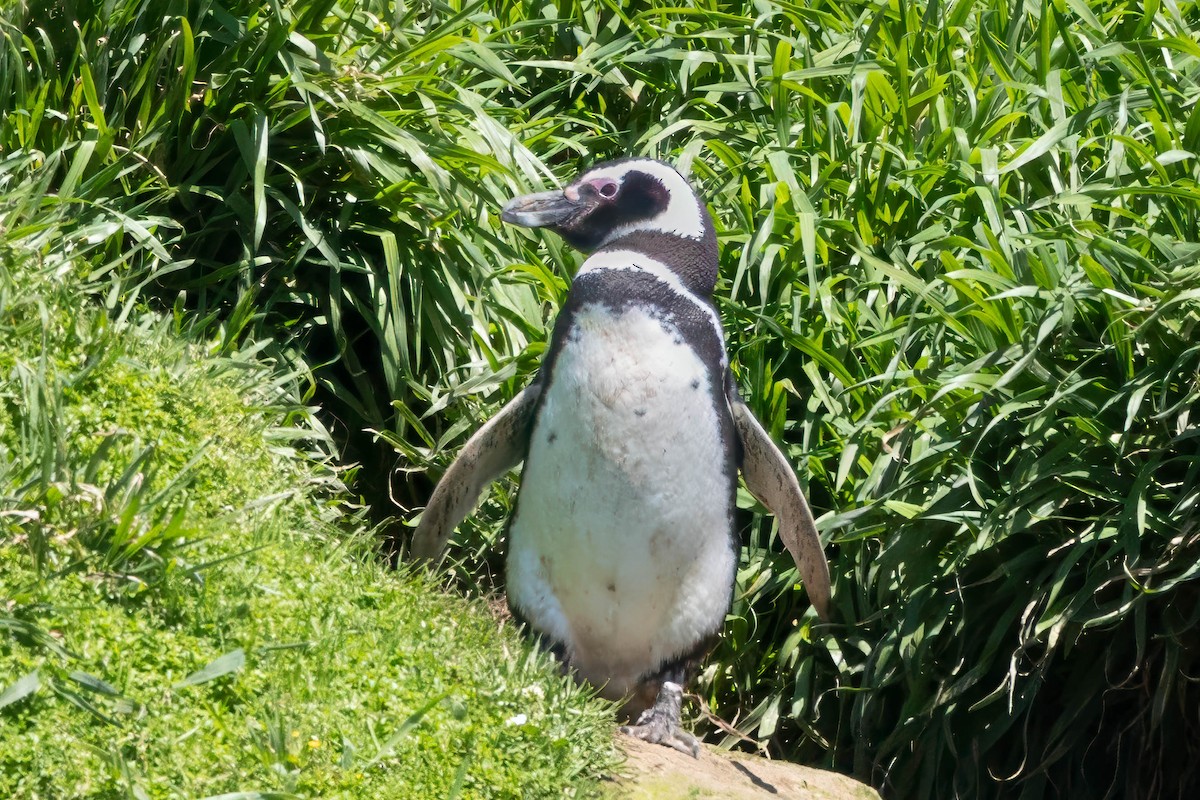 Pingüino Magallánico - ML646935604